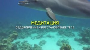 Очень МОЩНО! Действует СРАЗУ! ☀️Тело Начнет Себя Лечить *Целебные Звуки Дельфинов