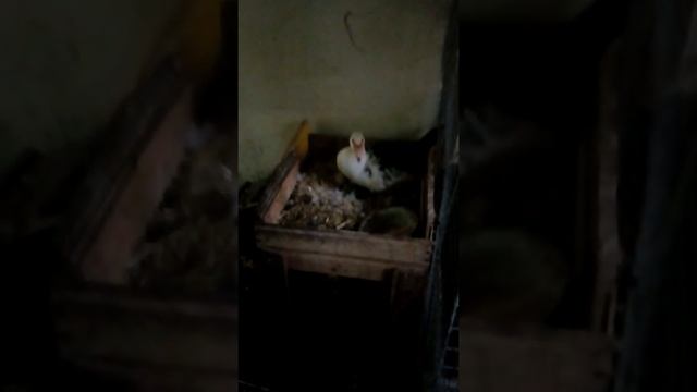 Индоутята первый день жизни