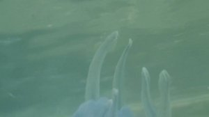 Медуза корнерот