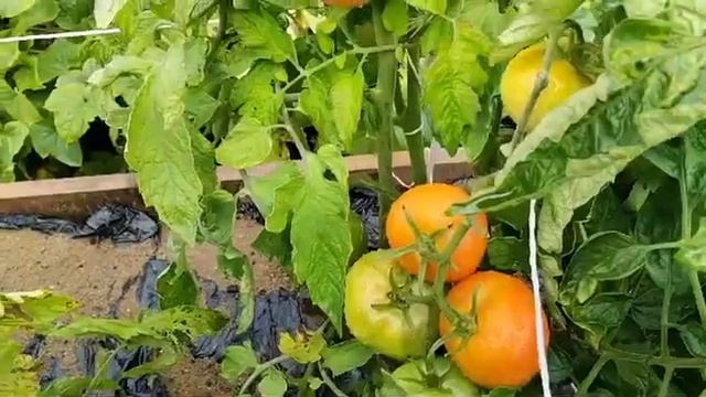 Томаты в открытом грунте на 3 августа