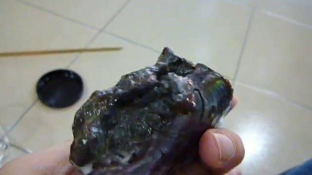 Special baby blue ammonite