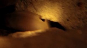 cichlid tank 2008-march-14  Neolamprologus mustax spawning