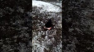 Злюкен собакен за яйцен клац-клац !!!