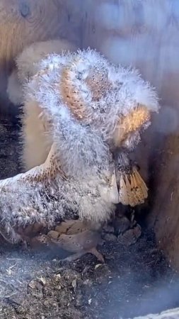 Short: Little baby barn owl has feathers already.