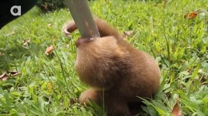 Ленивец разговаривает   720p