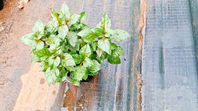 പൂച്ചെടികൾ Online Plant Sale ‼️|Ixora| Melastoma|Muraya|Landanus