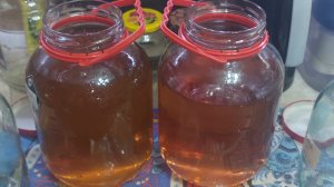 Настаиваю чайный гриб на вишне и апельсине