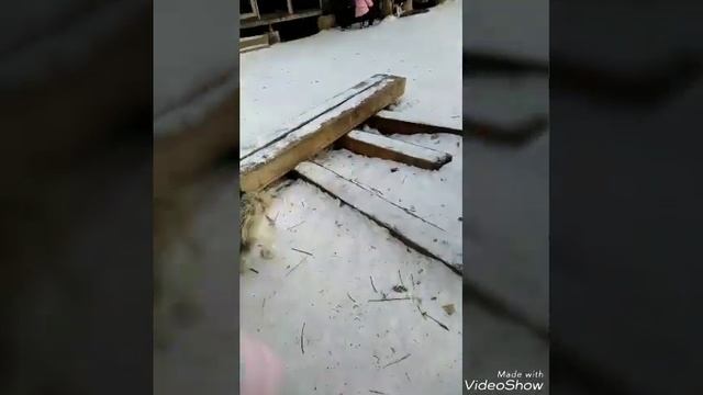 Питомник сибирских хасок волна  в оренбурге