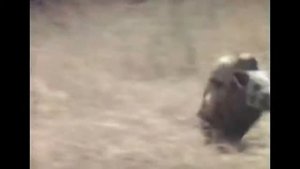 Обезьяны скачут верхом на кабане!