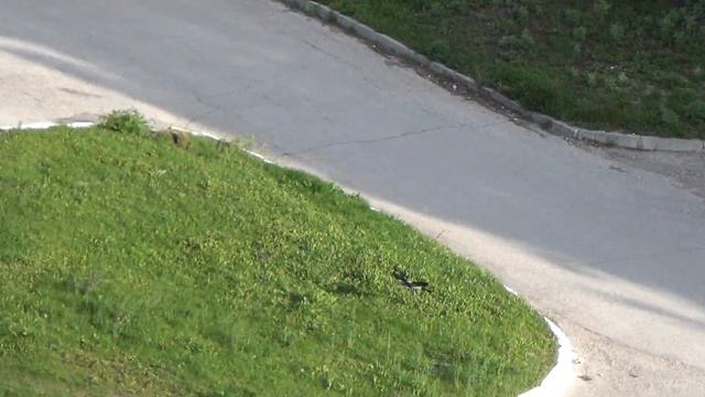 Ворона поймала голубя. смотреть онлайн