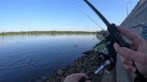 Ловля жереха на Днепре