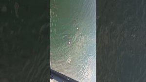Кормление сомов в бассейне охладителе возле ЧАЭС
