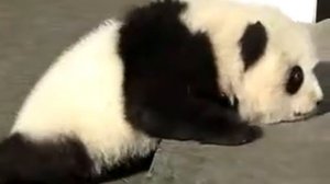 Панда Плачет