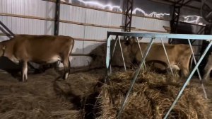 Жизнь в деревне кипит! Новости нашей фермы! Переработка молока и мяса!