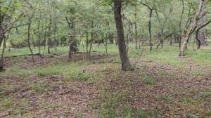 Самурский лес - встреча с диким медведем
