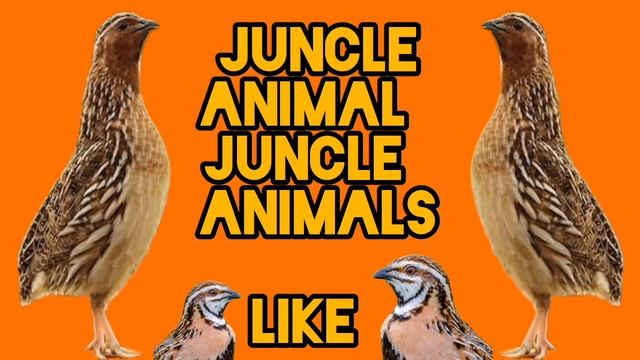 yomg'ir bedana tovushlari rain Quail sound بٹیر کی آواز