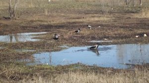 Весенние купание ворон!) Всем счастья и улыбок!
