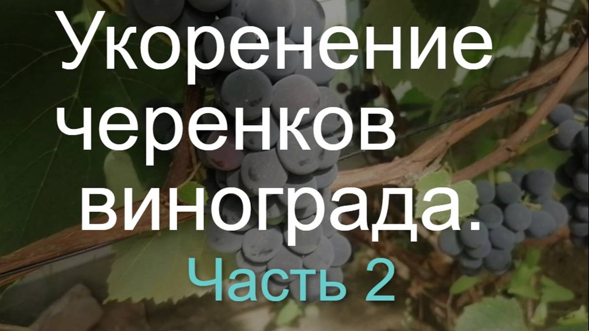 Как избежать ошибок при укоренении черенков "на воде". смотреть онлайн