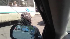 Голубь,голубь-А.А.А!