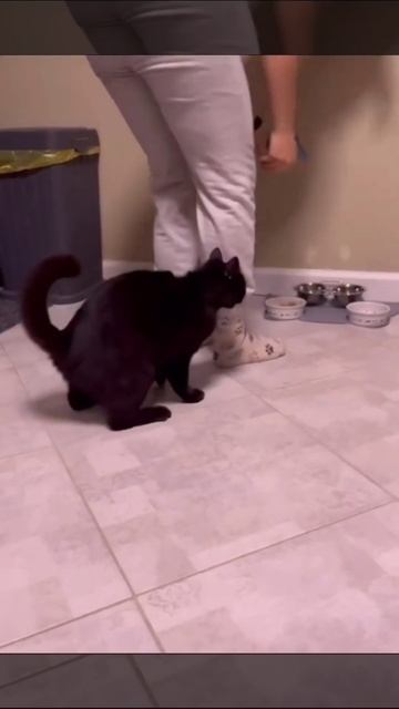 Когда УЖ ОЧЕНЬ ХОЧЕТСЯ КУШАТЬ 🤣🤣 #приколы #любовькживотным #cat #кот