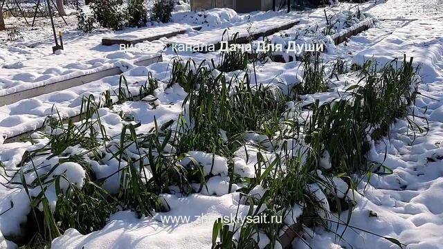 СИДЕРАТЫ когда какие сеять и как убирать_v720P смотреть онлайн