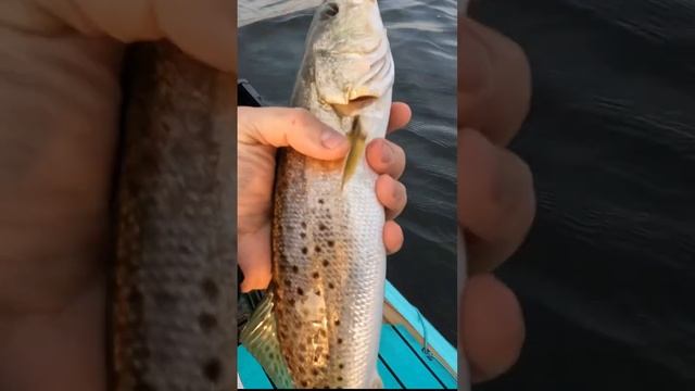 Catching seatrout from a BOTE SUP #emeraldcoast #saltwaterfishing #florida #supfishing