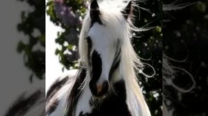 Мир Лошадей. Невероятная красота.Лошадь.Лошади.Жеребёнок