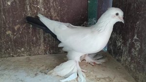 Бойные голуби. Чернохвостые две тысячи Двадцать один. Грузия. Тбилиси. 21.08.21