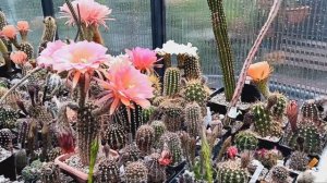 Мой новый кактус.Трихоцереусы бесподобны.Эхинопсис цветет после обрезки.Гибридные лобивии прелестны