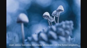 Об итогах Nature Photographer of the Year 2019.  Архив