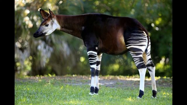 Okapi Facts Interesting Facts about Okapi Facts about Okapi смотреть онлайн