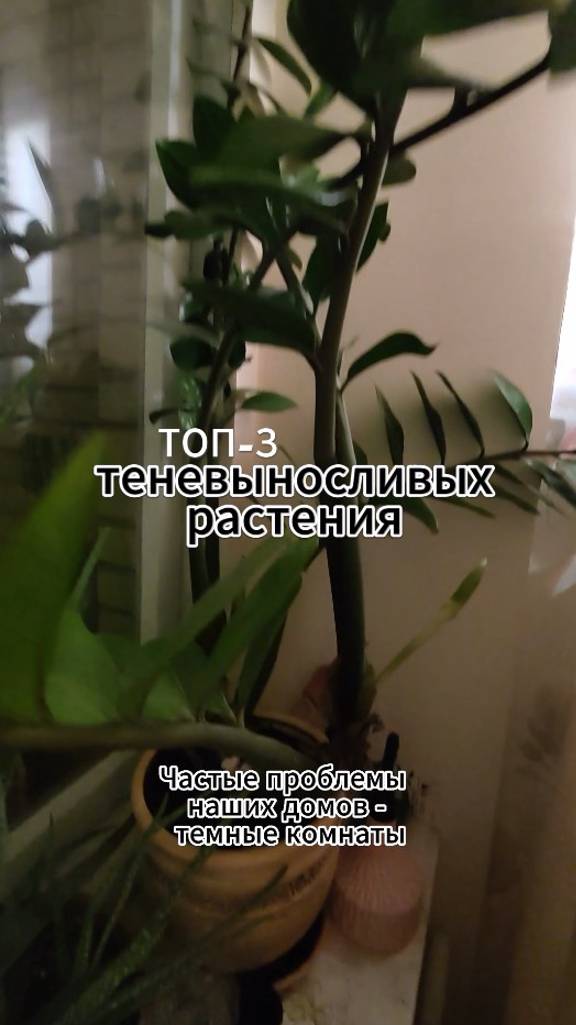 Топ 3 теневыносливых растения #shorts #сансивиерия