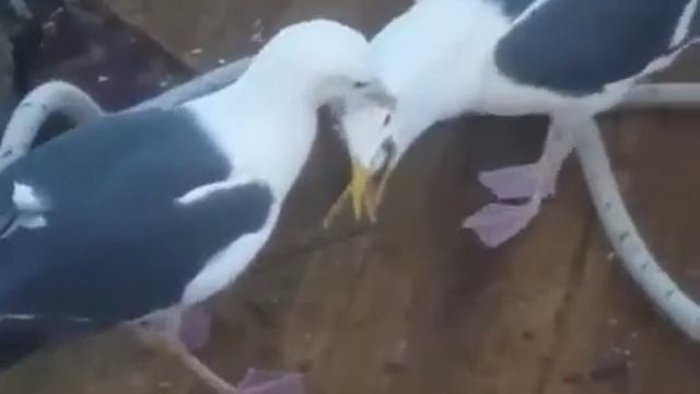 ХитроОпая чайка