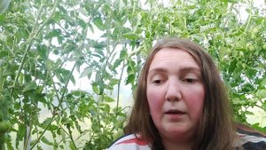 Какие томаты лучше? Сорта или гибриды?