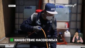 Нашествие мошек: жителей Уральска атаковали назойливые кровососы