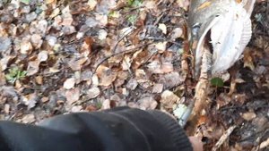 Щука на 10кг на воблер #щука #shortstiktok #finland