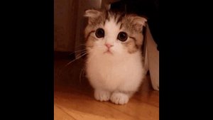 кошка мяу мяу делает