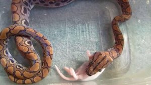 Baby Brazilian Rainbow Boa (Epicrates cenchria cenchria) Eating
