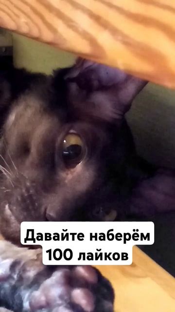 #catlover  несколько старых и новых видео. #cat