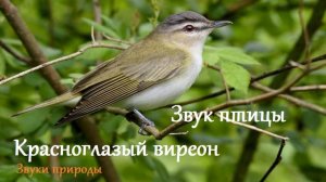 Звук птицы Красноглазый виреон. Звуки природы.