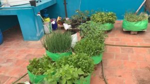 Terrace garden in Tamil - summer