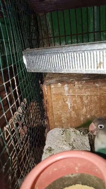 lovebirds kobal #kobal #lovebirdsbreeding #makan #shorts