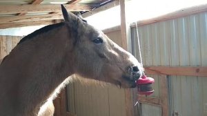 Коньфета для лошади. Подвесной ликит.