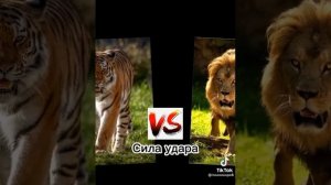 тигр против лев 😎😎😎😎