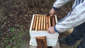 Семья которую последней перевели в северо-крымский улей готова зимовать.