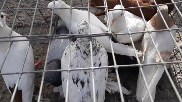 Туркменистан. Туркменабат  голубиный базар.17.07.2024.