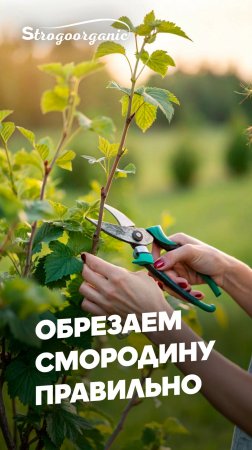 Как избежать ошибок при обрезке смородины / Ученицы Strogoorganic