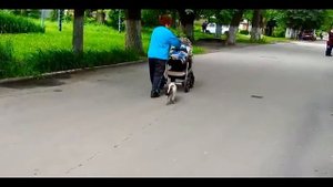 Как кошки защищают детей