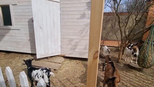 У козлят две мамы.