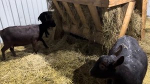 Наши деревенские будни! В ожидании окотов! Делаем полуфабрикаты и плавленый сыр!